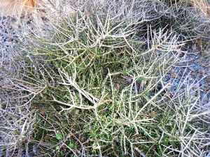 Products: Melicytus alpinus