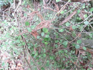 Products: Melicytus micranthus