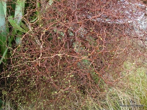 Products: Muehlenbeckia astonii Pohuehue