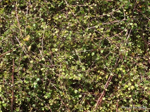 Products: Muehlenbeckia complexa Pōhuehue