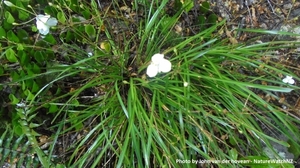 Products: Libertia grandiflora