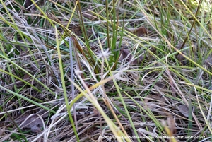 Products: Isolepis distigmatosa