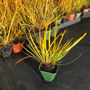 Products: Libertia ixioides