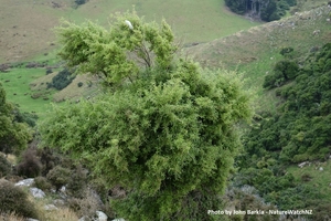 Products: Hoheria angustifolia Houhere