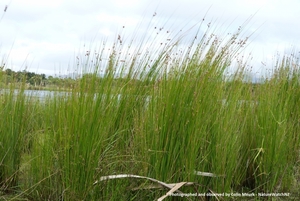 Products: Juncus edgariae Wiwi