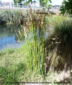 Products: Juncus pallidus Wiwi