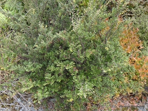 Products: Fuscospora solandri var. cliffortioides