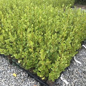 Products: Griselinia littoralis
