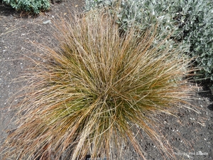 Products: Carex testacea