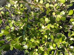 Products: Myrsine divaricata