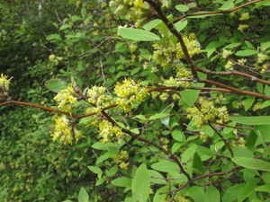 Products: Olearia fragrantissima
