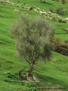 Products: Olearia lineata
