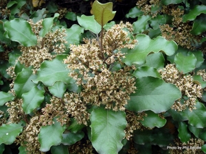 Products: Olearia paniculata Akiraho