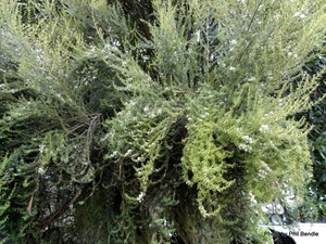 Products: Olearia solandri