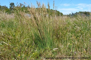 Products: Juncus sarophorus