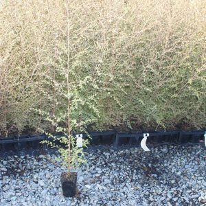 Products: Kunzea ericoides Kānuka