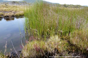 Products: Machaerina rubiginosa