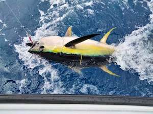 tournaments: Tuna  Tournament