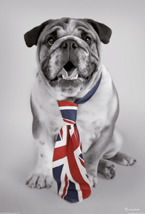 Products: Deco Wall Mural – British Bulldog Wallsorts