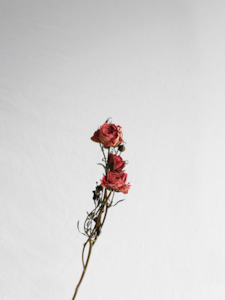Floral Stems Bar: Dried Roses - Peachy Pink