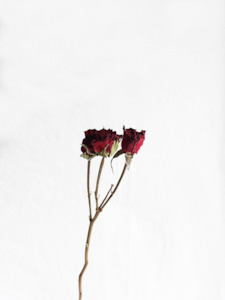 Floral Stems Bar: Dried Roses - Wine Red