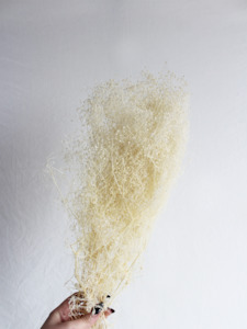 Preserved Gypsophila Dream Stars