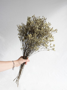 Limonium Statice - Soft Yellow