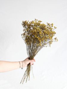 Limonium Statice - Yellow