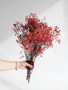 Limonium Statice - Red