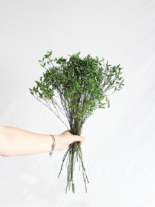 Limonium Statice - Green