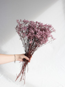 Limonium Statice - Soft Pink