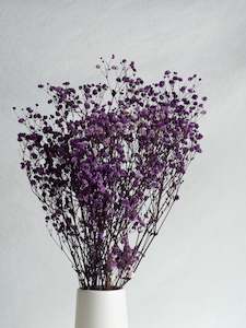 Gypsophila - Purple