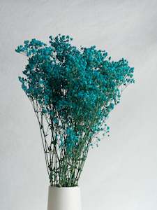 Gypsophila - Blue