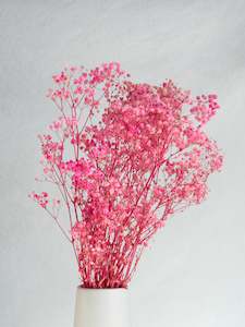 Gypsophila - Pink