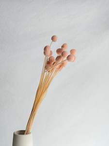 Preserved Craspedia - Pink