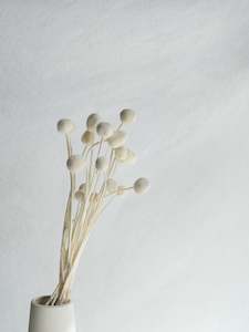 Floral Stems Bar: Preserved Craspedia - White
