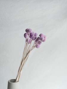 Preserved Craspedia - Lilac