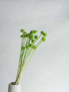 Preserved Craspedia - Green