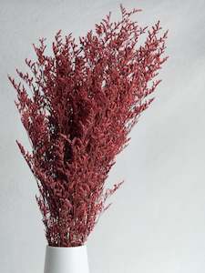 Limonium - Red