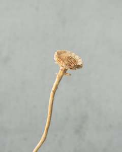 CLEARANCE: Preserved Sun Chrysanthemum - White