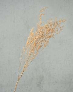 Limonium Statice: Limonium - Sunkissed