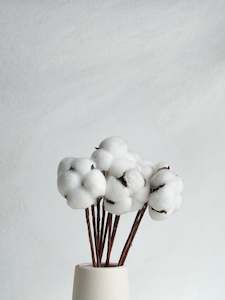 Dried Cotton Bloom - White