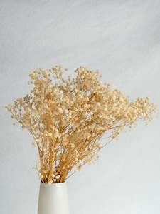 Gypsophila - Natural