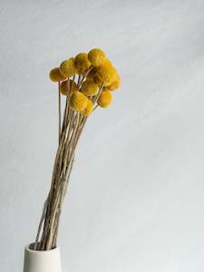 Preserved Craspedia - Natural