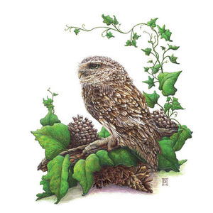 Wild Grey Fox Greeting Card - Oscar the Owl - Original Artwork