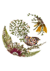 Frontpage: Art Print - Piwakawaka/Fantail - New 2025
