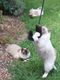 Possie tail lead