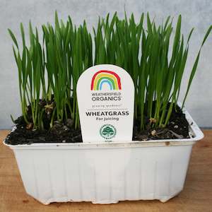 Herbs: Wheatgrass Seedlings