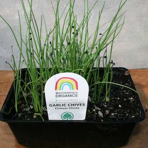 Herbs: Garlic Chives Seedlings