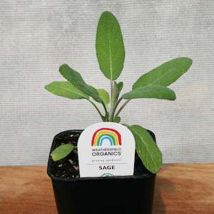 Herbs: Sage Seedling